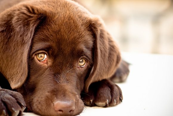 How to: Safely Bring Home a Rescue Dog How to: Safely Bring Home a Rescue Dog