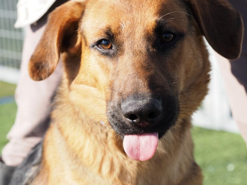 2ndchance – Dog of the Week: Sky 2ndchance – Dog of the Week: Sky