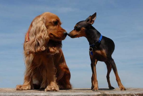 How to: Introduce Your New Dog to Your Other Dogs How to: Introduce Your New Dog to Your Other Dogs