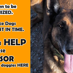 SPONSOR A DOG SPONSOR A DOG
