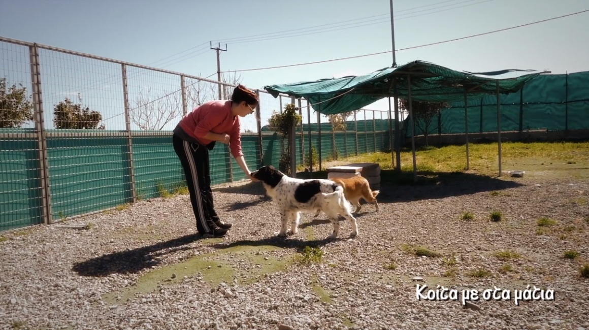 2nd Chance Dogs Center/ training and socialization - Κοίτα με στα μάτια