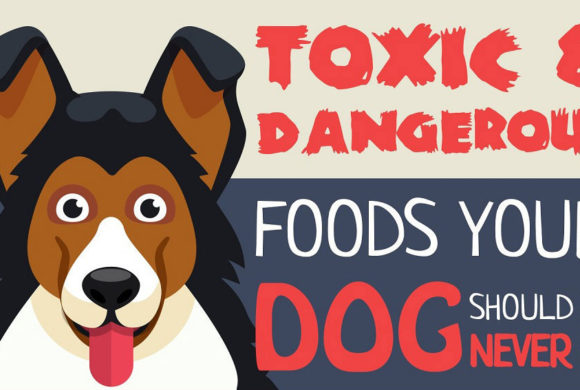 Toxic and Dangerous foods your dog should never eat