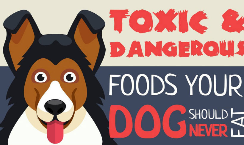 Toxic and Dangerous foods your dog should never eat